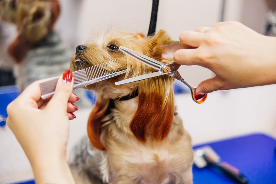 Grooming a dog